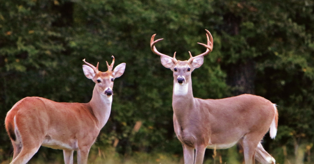 White Tail Deer